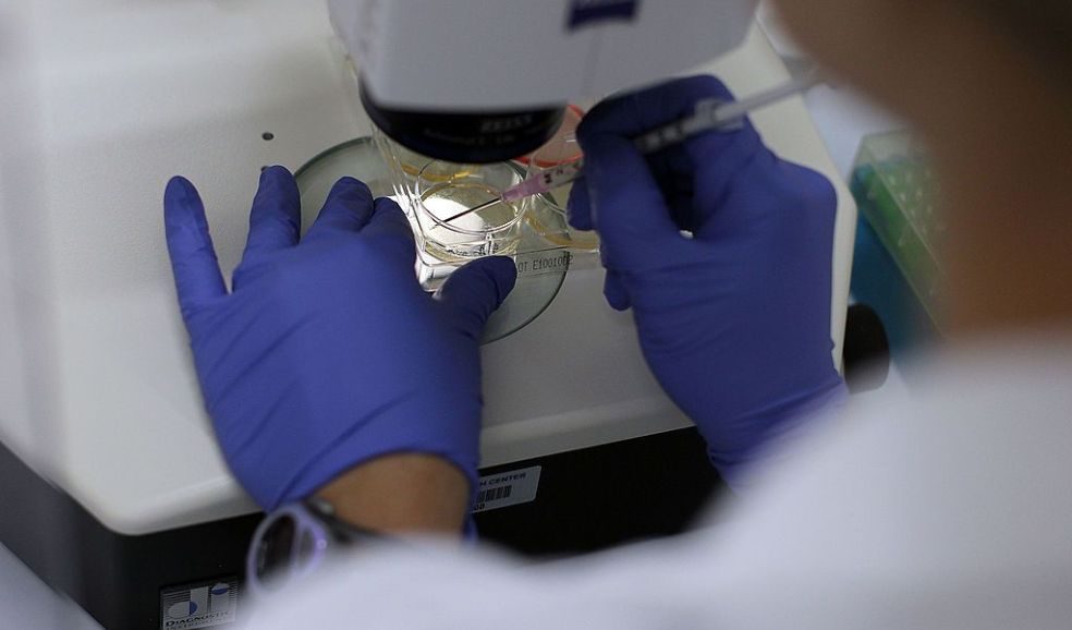 FARMINGTON, CT - AUGUST 27:  Assistant Professor of Genetics and Developmental Biology Stormy Chamberlain works on stem cells at the University of Connecticut`s (UConn) Stem Cell Institute at the UConn Health Center on August 27, 2010 in Farmington, Connecticut. UConn scientists and students have been recipients of federal grants for work using human embryonic stem cells and could be  significantly effected by a federal court ruling that would limit funding for embryonic stem cell research. On August 23, U.S. District Judge Royce C. Lamberth issued a preliminary injunction in Washington, D.C., halting all federal funding for basic research into embryonic stem cell technology. Stem cell research is believed to offer great hope in finding treatments to many diseases and illnesses including heart attacks, strokes and spinal cord injuries.  (Photo by Spencer Platt/Getty Images)