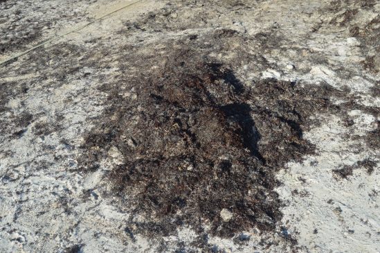 Análisis científicos revelan que el sargazo contiene cadmio. 
