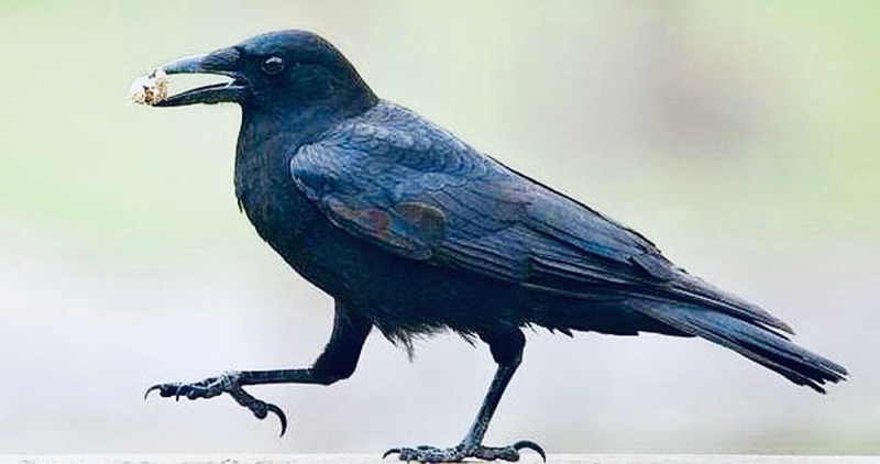 Y el cuervo, nunca emprendió el vuelo, E.A. Poe